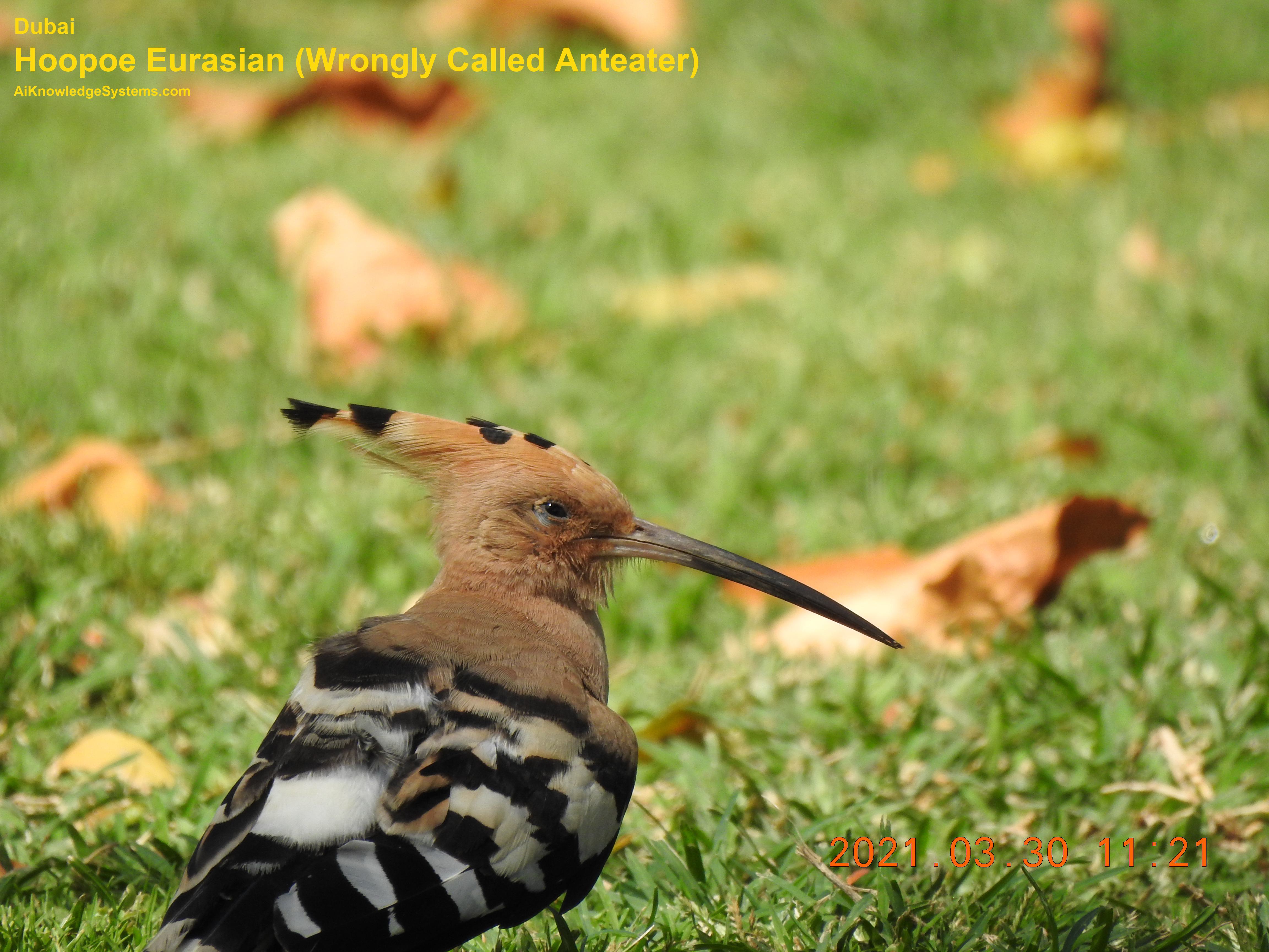 Hoopoe Eurasian (50) Coming Soon